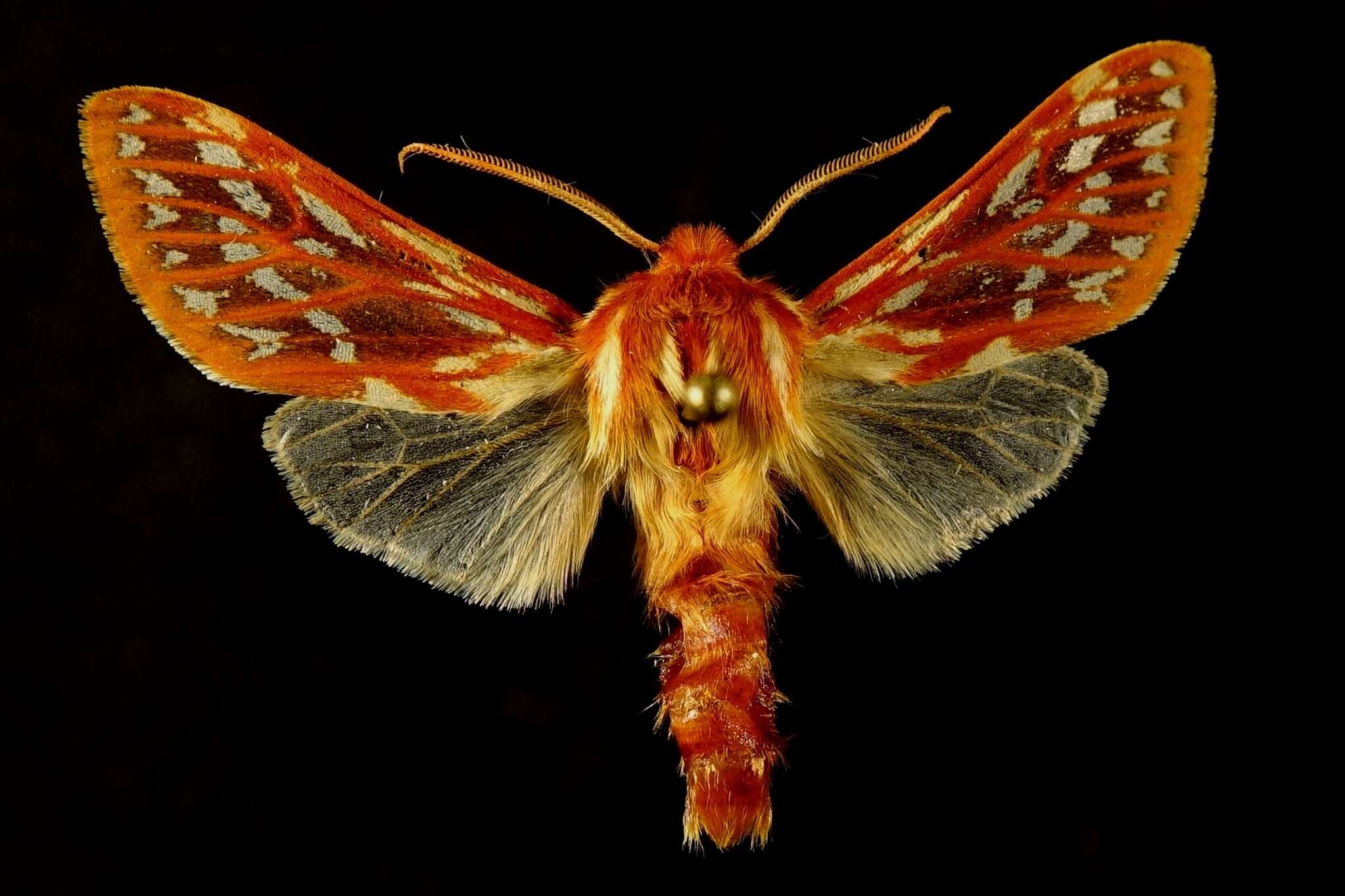 Image of Lophocampa roseata Walker 1866