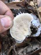 Image of Trametes hirsuta (Wulfen) Lloyd 1924