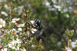 Plancia ëd Xylocopa aeratus (Smith 1851)