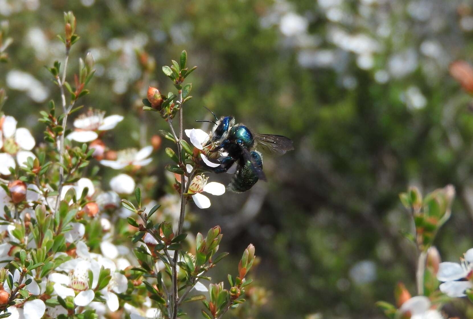 Plancia ëd Xylocopa aeratus (Smith 1851)