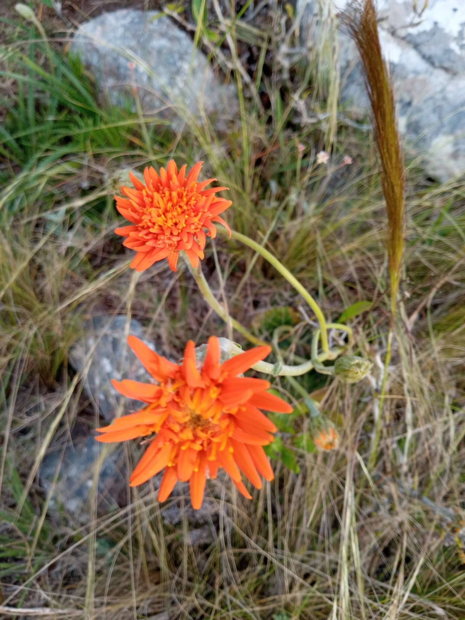 Plancia ëd Criscia stricta (Spreng.) L. Katinas