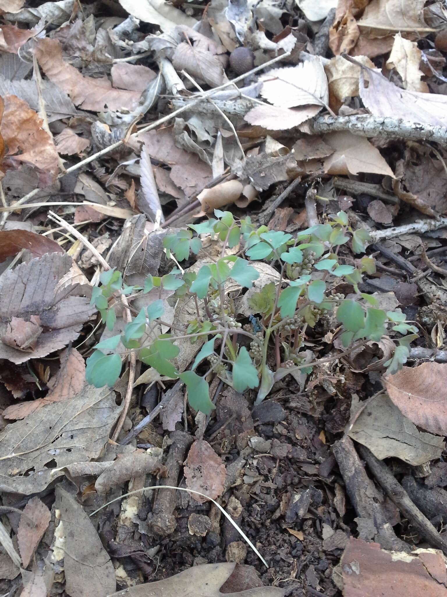 Image of Arkansas meadow-rue