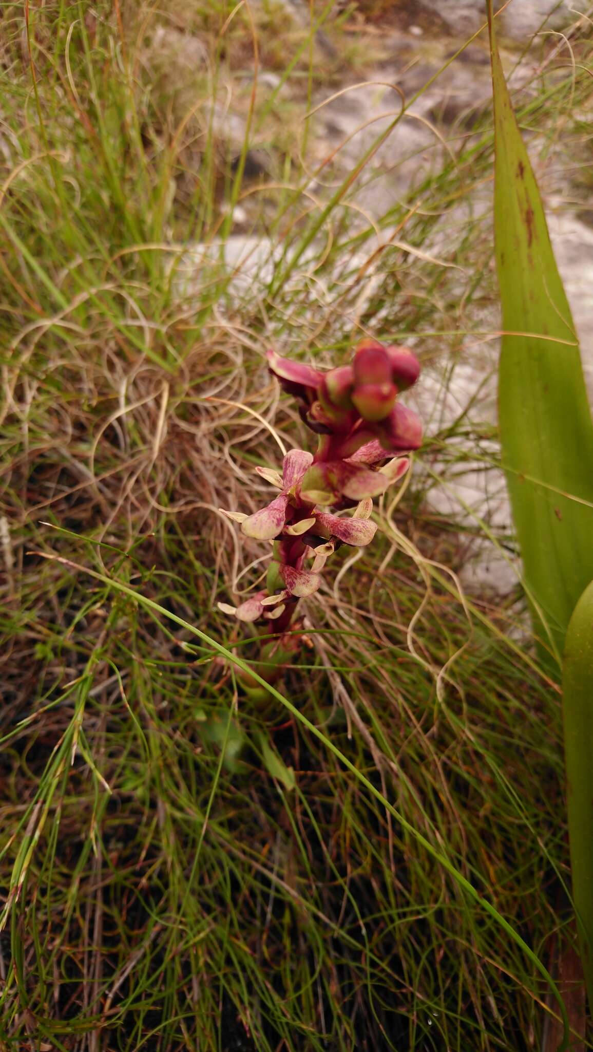 صورة Disa ophrydea (Lindl.) Bolus