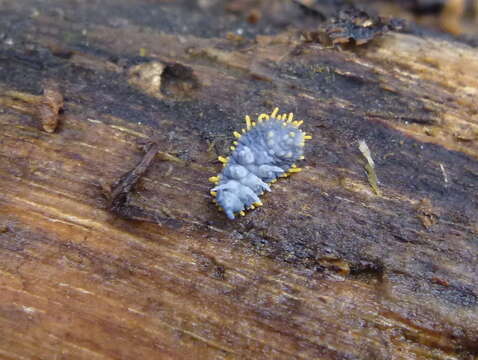 Imagem de Holacanthella paucispinosa (Salmon & JT 1941)