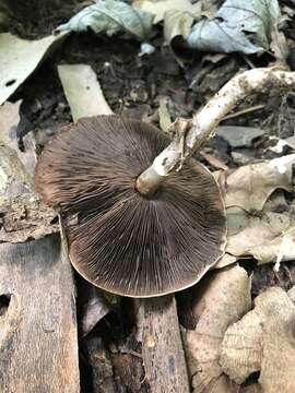 Image of Agaricus pocillator Murrill 1941