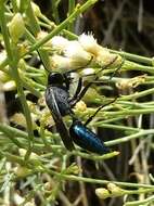 Stangeella cyaniventris (Guérin-Méneville 1831) resmi