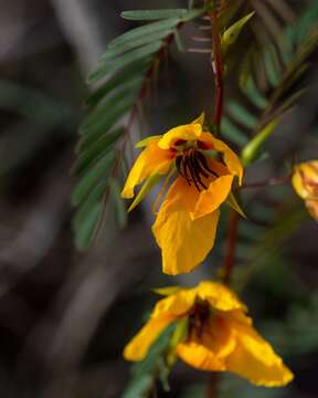 Image of Florida Keys sensitive pea