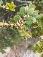 Image of Ilex kunthiana Triana