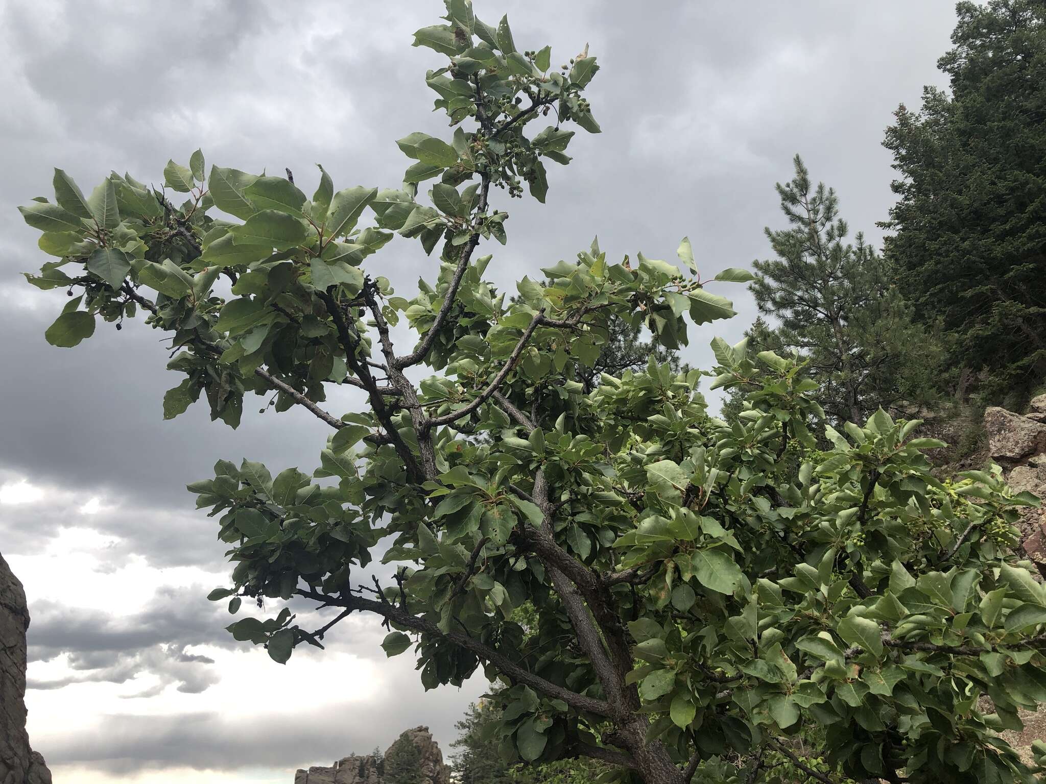 Imagem de Prunus virginiana var. melanocarpa (A. Nels.) Taylor & Mac Bryde