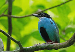 Image of Azure-breasted Pitta