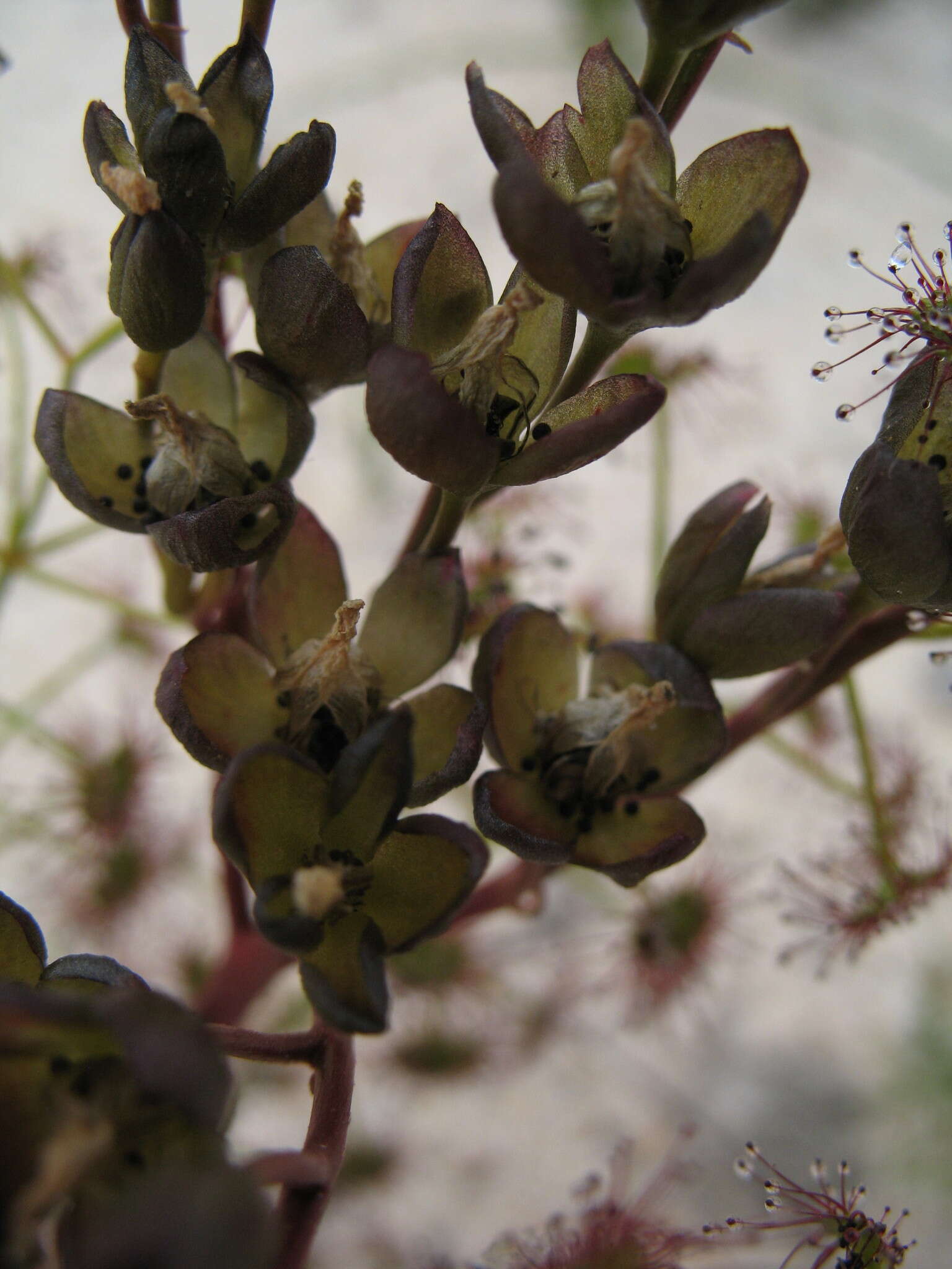 Image de Drosera stolonifera subsp. humilis (Planch.) N. Marchant