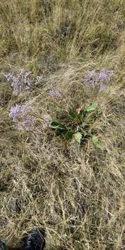 Image of <i>Limonium gmelini</i>