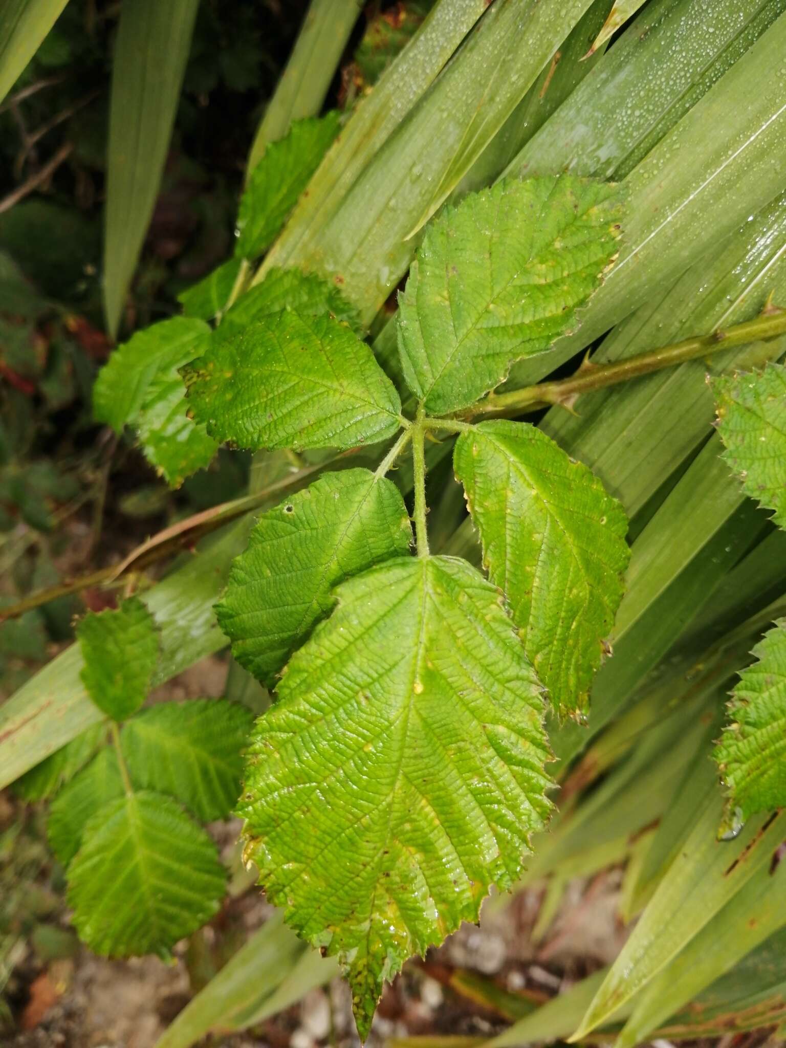 صورة Rubus constrictus P. J. Müll. & Lefevre