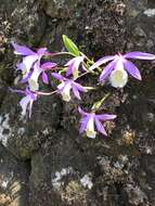 Pleione formosana Hayata resmi