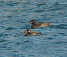 Image of Velvet Scoter