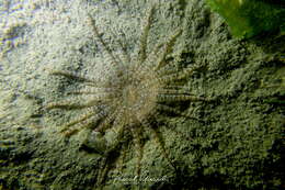 Image of burrowing anemone