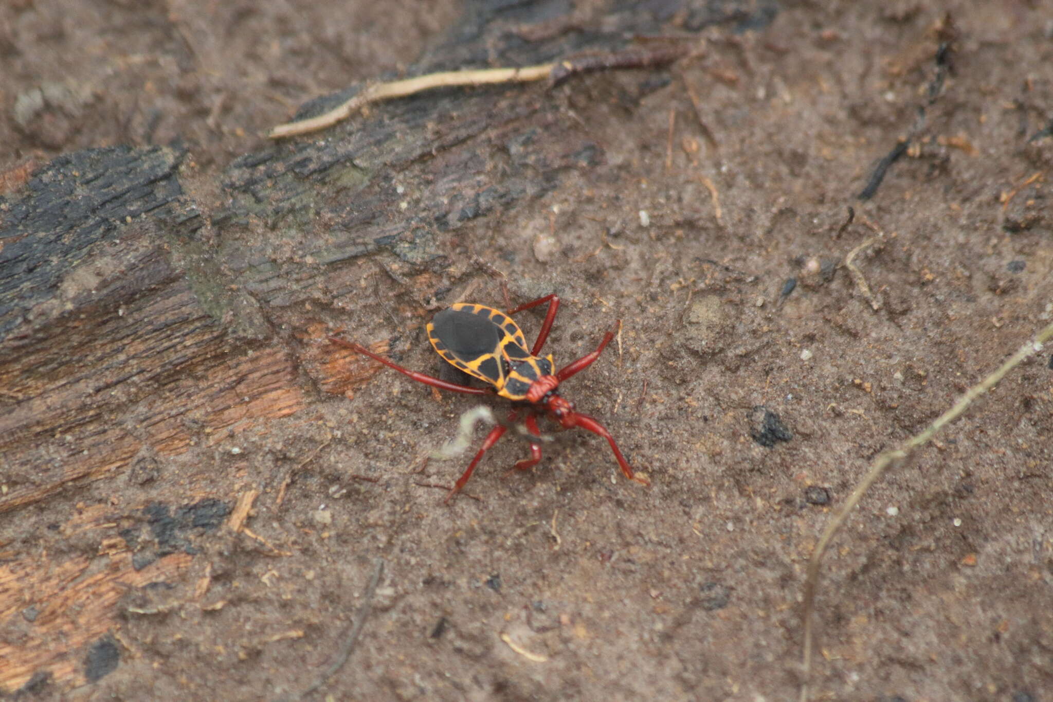 Image of Acanthaspis bilineolata (Palisot de Beauvois 1805)