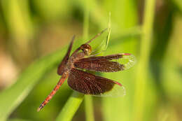 Image of Common Parasol