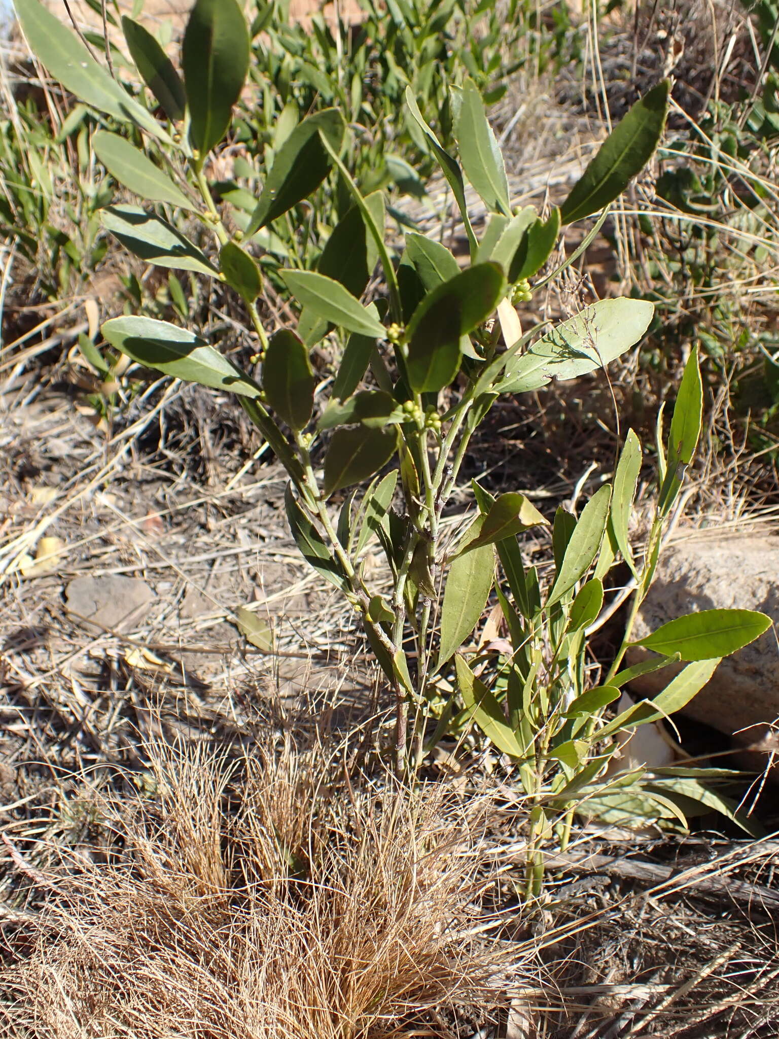 Image of Salacia rehmannii Schinz