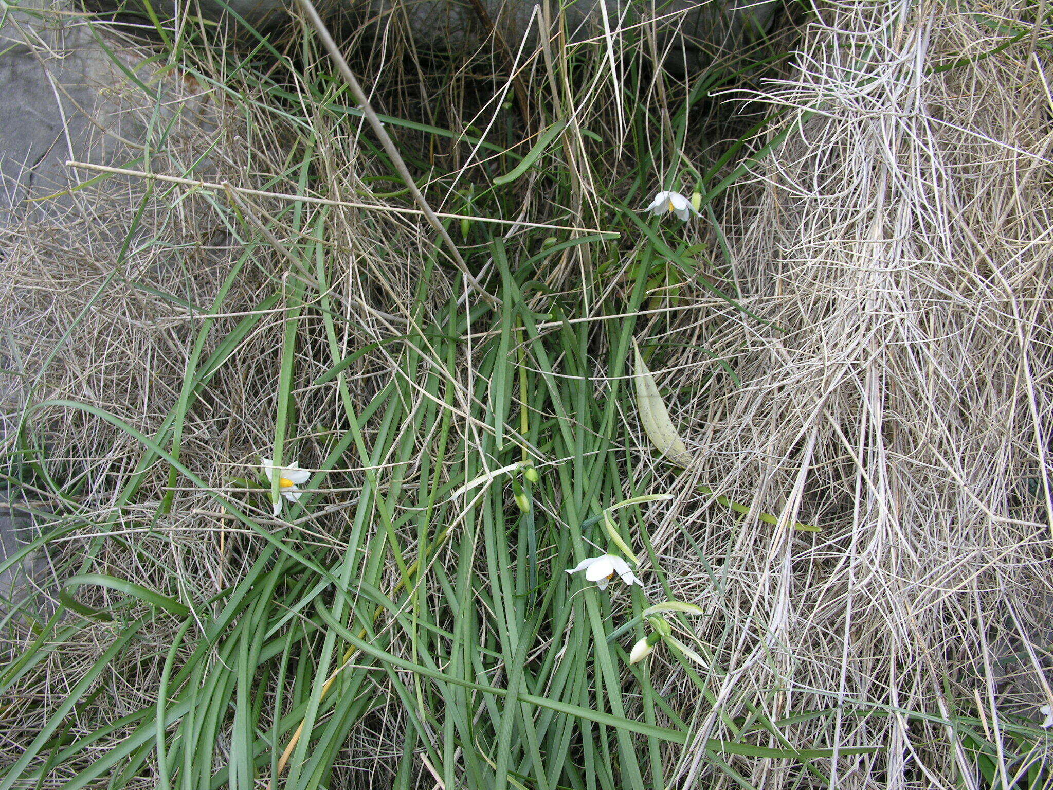 Слика од Acis nicaeensis (Ardoino) Lledó, A. P. Davis & M. B. Crespo