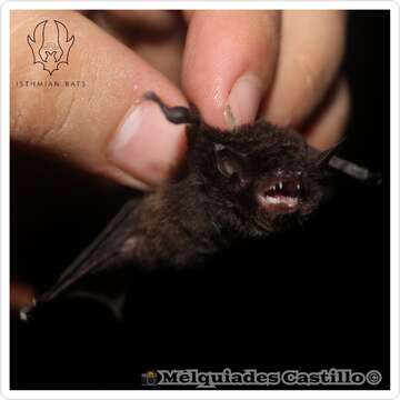 Image of Black Myotis