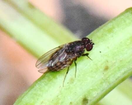 Image of Pomace fly