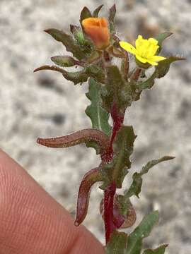 Image of Lewis' evening primrose