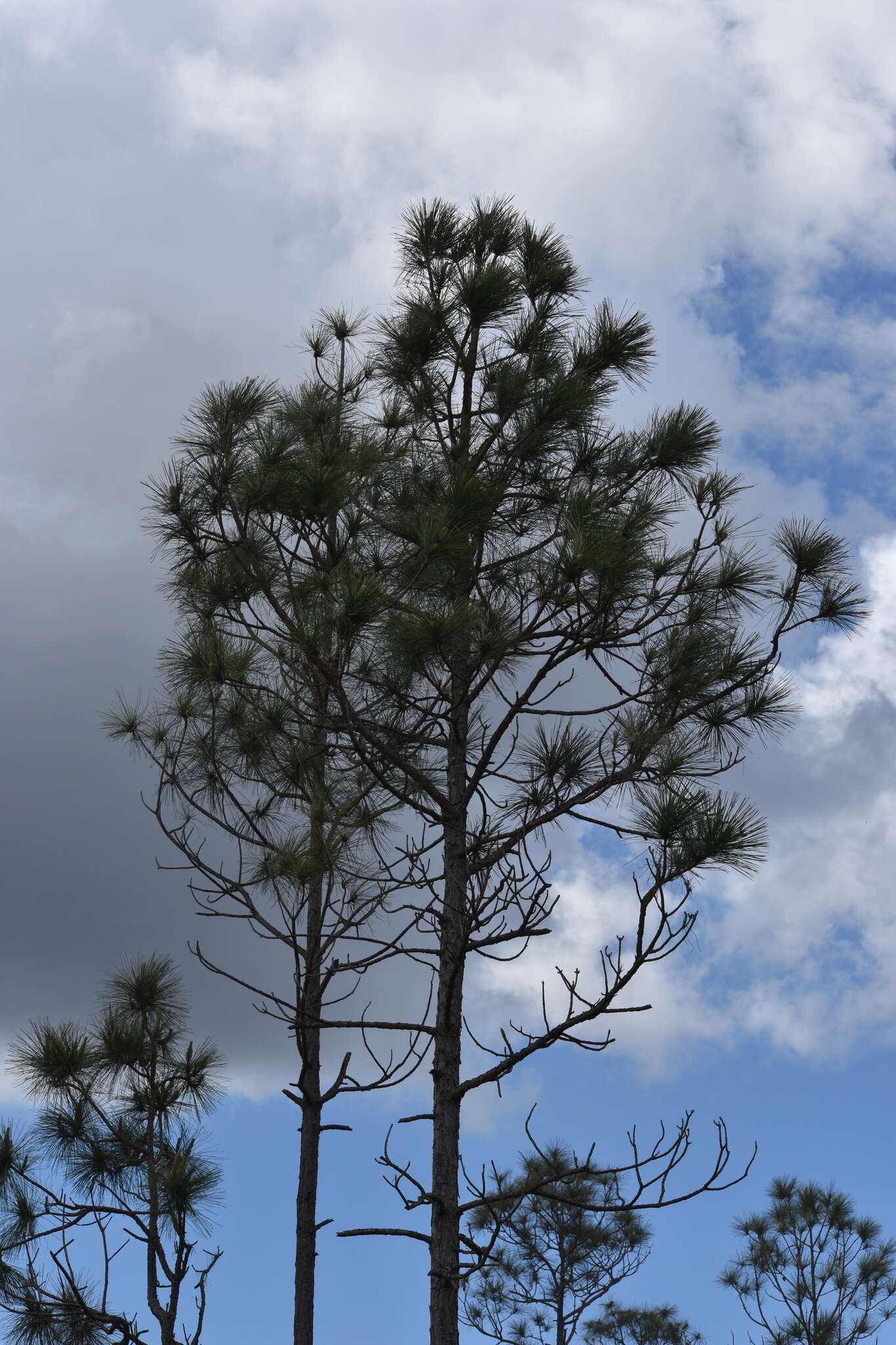 Image of south florida slash pine