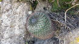 Imagem de Mammillaria polythele Mart.