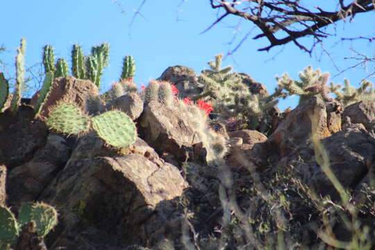 Image of Mammillaria pondii subsp. setispina (J. M. Coult.) D. R. Hunt