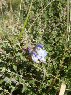 Image of Salvia africana L.