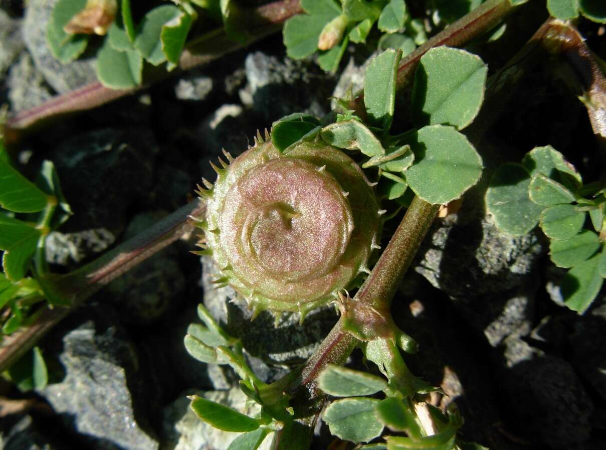 Image de Medicago muricoleptis Tineo