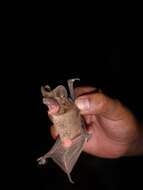 Image of broad-eared bat