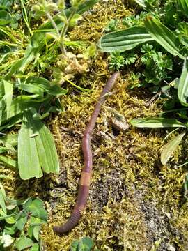 Image of Earthworm