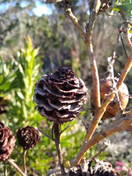 Imagem de Leucadendron macowanii Phillips