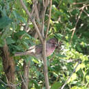 Image of Chinese Beautiful Rosefinch