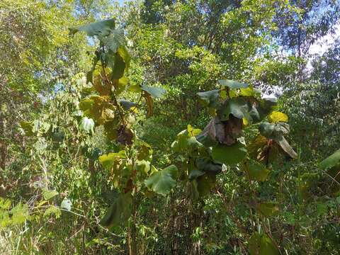 Coccoloba pubescens L. resmi