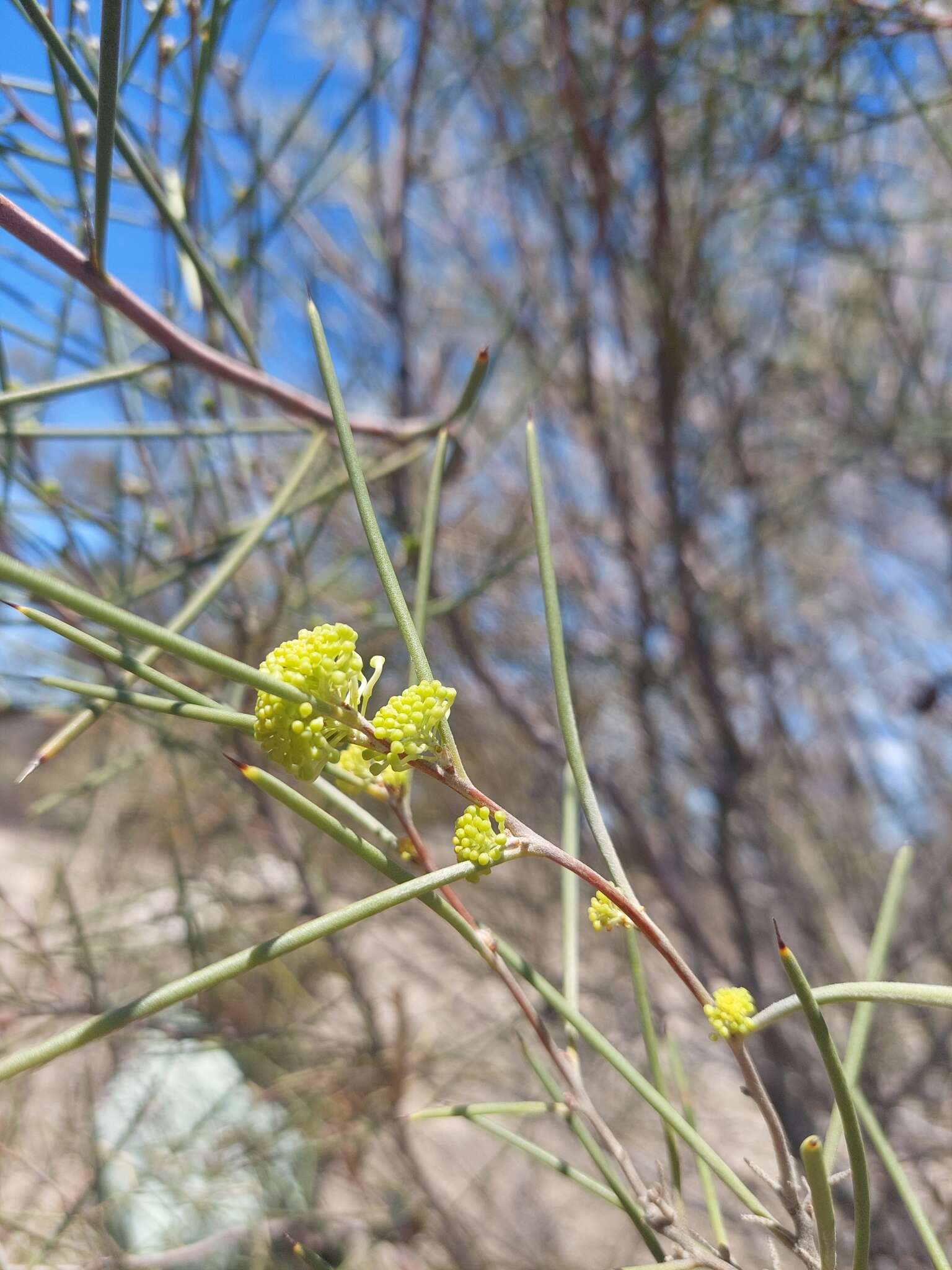 Image of Hakea leucoptera subsp. leucoptera