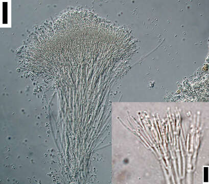 صورة Sphaerostilbella novae-zelandiae Seifert, Samuels & W. Gams 1985