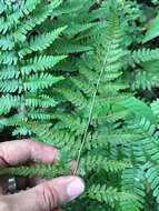 Image of broad buckler-fern