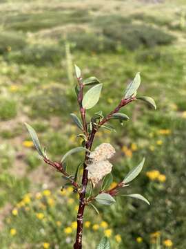 Image of Salix planifolia subsp. planifolia