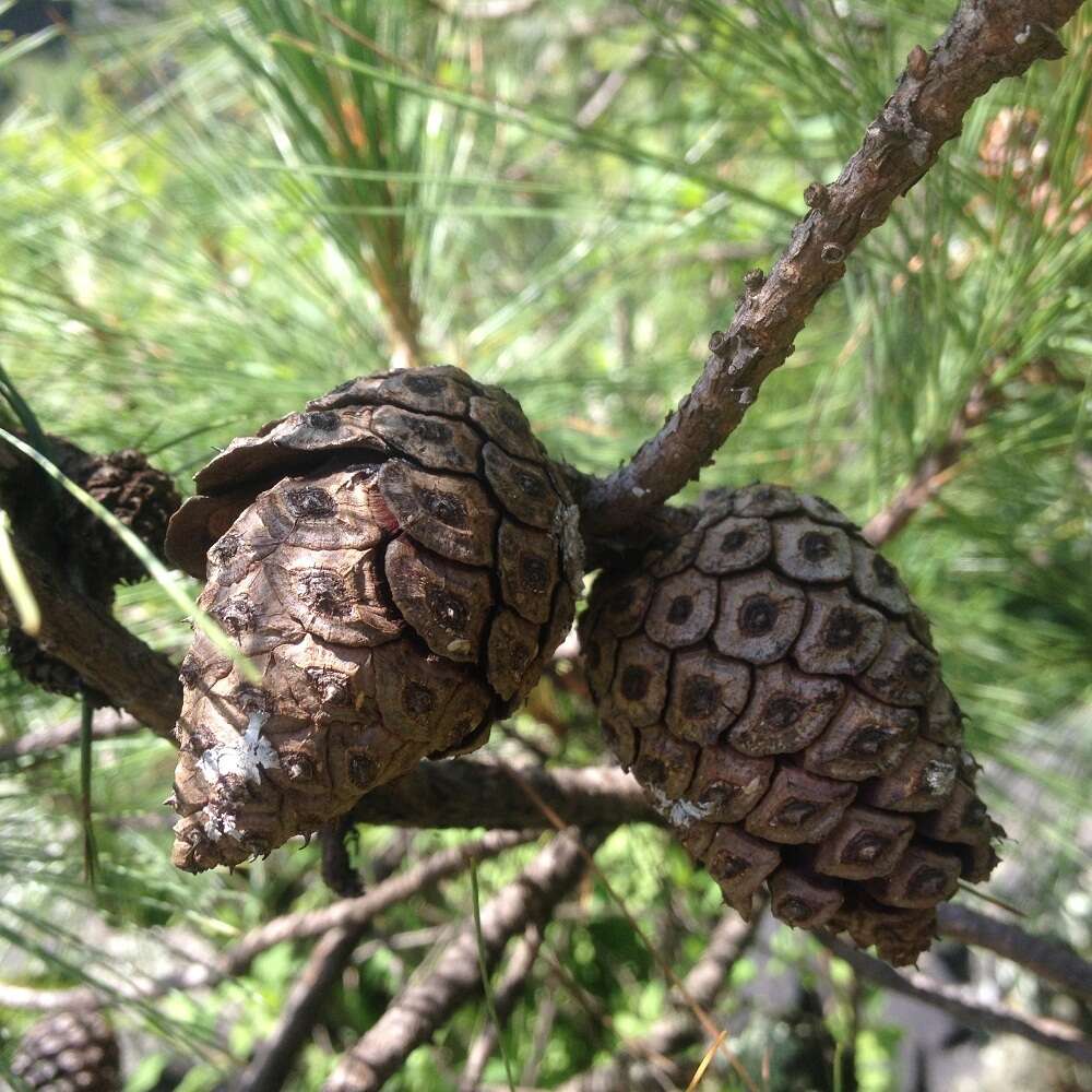 Image of Pinus leiophylla var. leiophylla