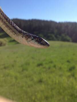 Image of Thamnophis sirtalis fitchi Fox 1951