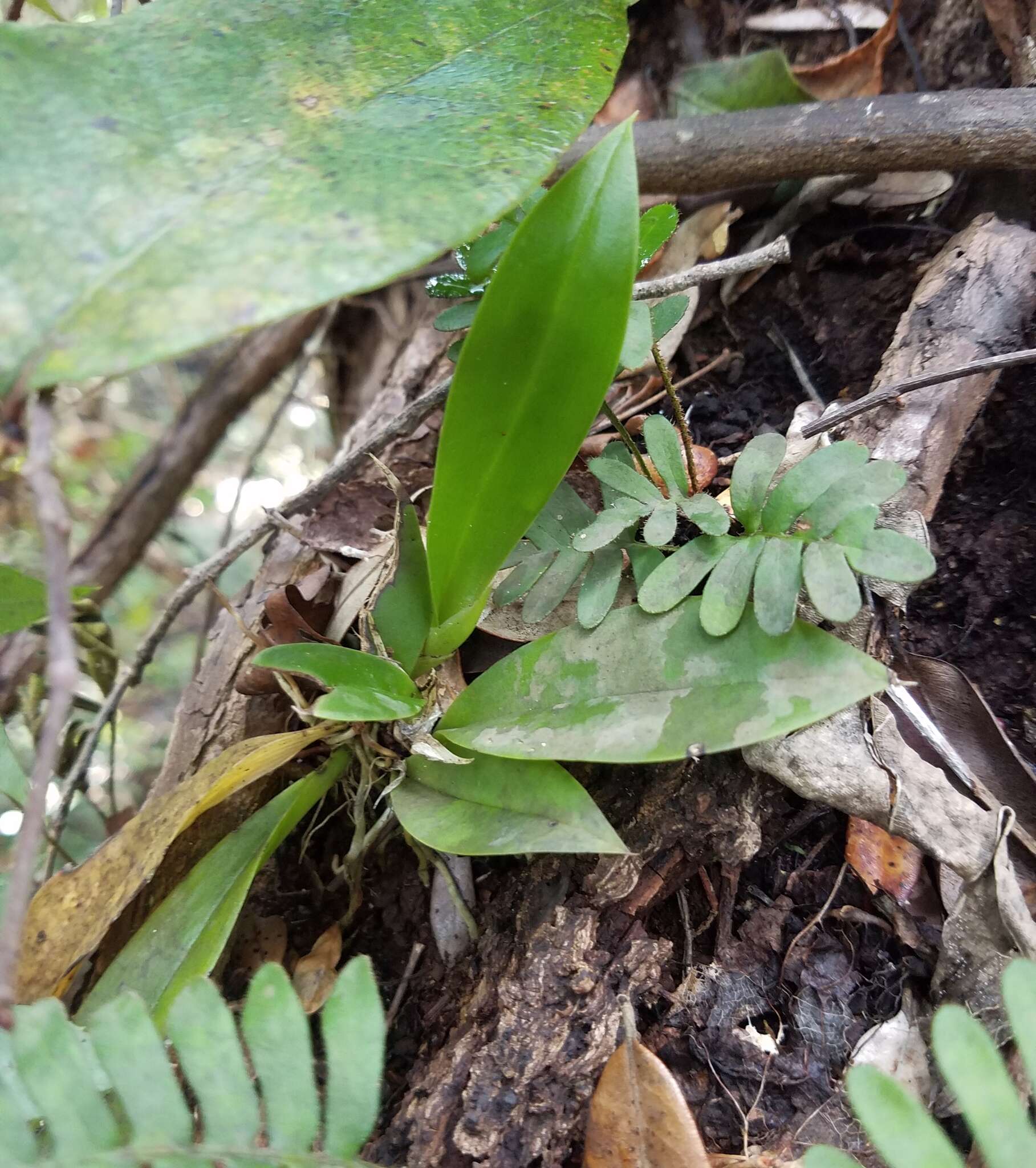 Image of spotted mule-ear orchid