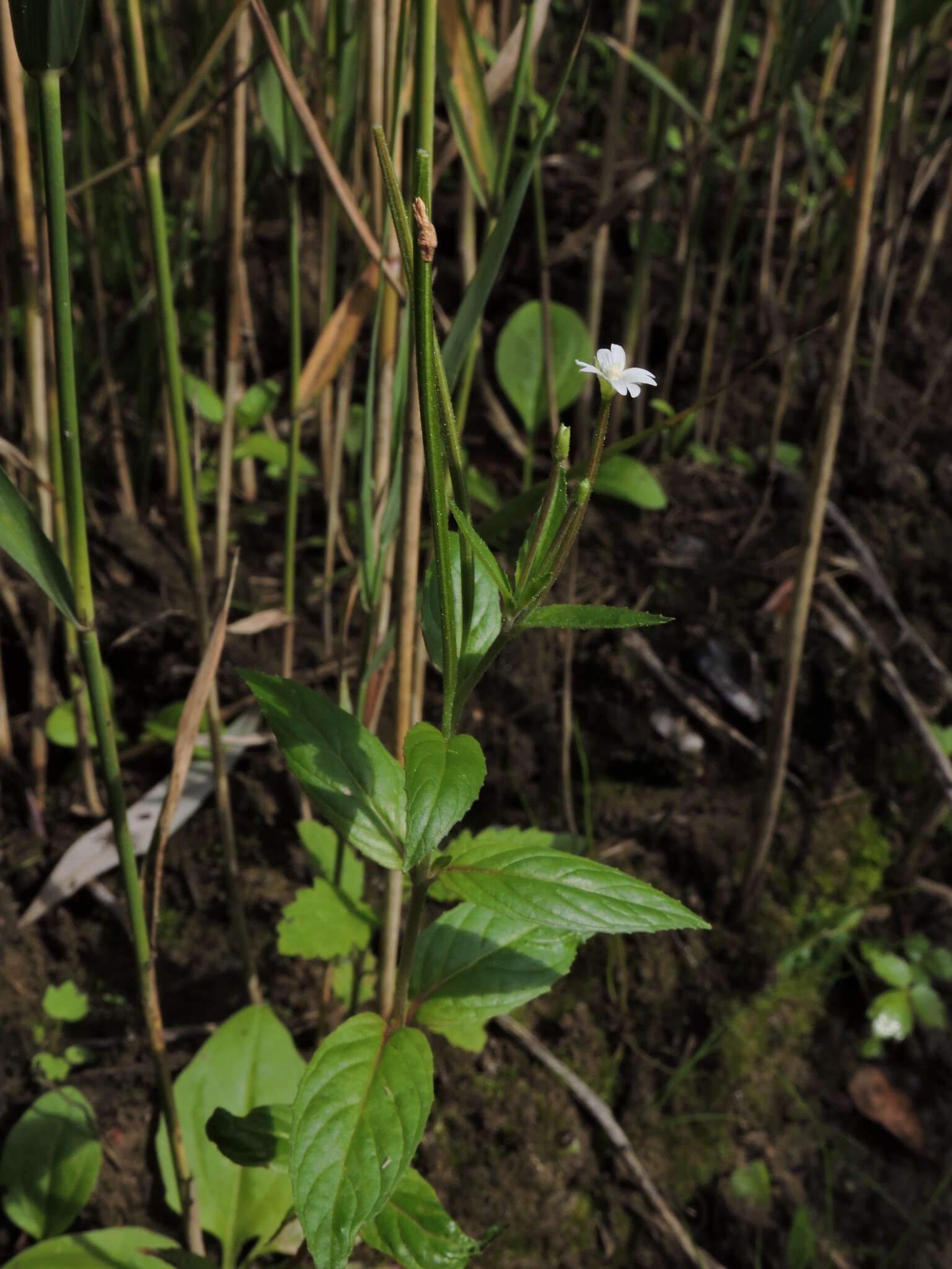 Imagem de Epilobium pseudorubescens A. K. Skvortsov