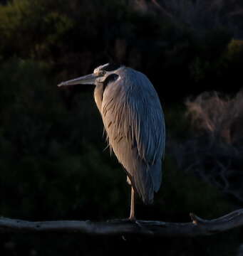 Image of Ardea cinerea cinerea Linnaeus 1758