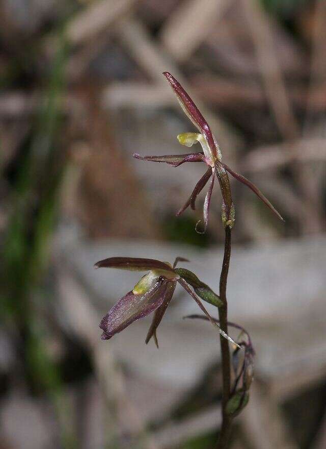 Image of Small Gnat-orchid