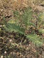 Image of Cycad