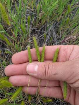 Image of little barley