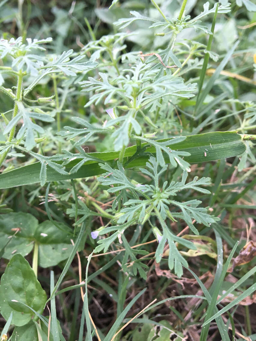 Image of Narrow-Leaf Paleseed